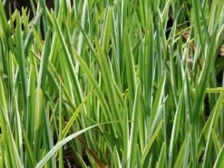 Sumpf-Schwertlilie 'Variegata' -Günstiges Erd Seele Geschäft sumpf schwertlilie variegata m059252 w 4