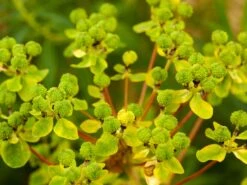 Sumpf-Wolfsmilch -Günstiges Erd Seele Geschäft sumpf wolfsmilch m058519 w 0