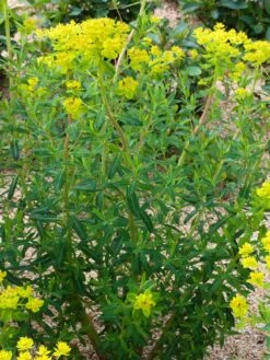 Sumpf-Wolfsmilch -Günstiges Erd Seele Geschäft sumpf wolfsmilch m058519 w 1