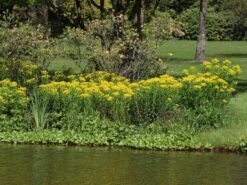 Sumpf-Wolfsmilch -Günstiges Erd Seele Geschäft sumpf wolfsmilch m058519 w 2