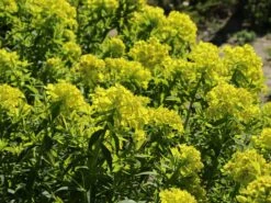 Sumpf-Wolfsmilch -Günstiges Erd Seele Geschäft sumpf wolfsmilch m058519 w 3