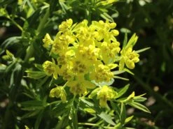 Sumpf-Wolfsmilch -Günstiges Erd Seele Geschäft sumpf wolfsmilch m058519 w 4