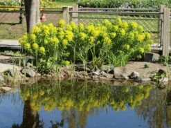 Sumpf-Wolfsmilch -Günstiges Erd Seele Geschäft sumpf wolfsmilch m058519 w 5