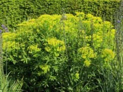 Sumpf-Wolfsmilch -Günstiges Erd Seele Geschäft sumpf wolfsmilch m058519 w 6