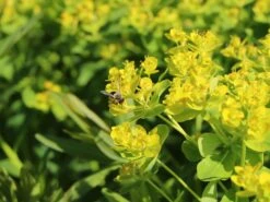 Sumpf-Wolfsmilch -Günstiges Erd Seele Geschäft sumpf wolfsmilch m058519 w 8