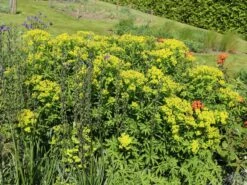 Sumpf-Wolfsmilch -Günstiges Erd Seele Geschäft sumpf wolfsmilch m058519 w 9