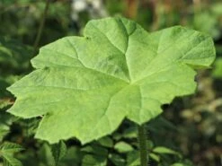 Tafelblatt -Günstiges Erd Seele Geschäft tafelblatt m001585 w 0