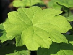 Tafelblatt -Günstiges Erd Seele Geschäft tafelblatt m001585 w 3