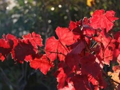 Tafeltraube 'Attika' -Günstiges Erd Seele Geschäft tafeltraube attika m063412 w 0