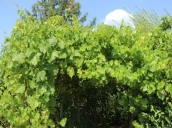 Tafeltraube 'Attika' -Günstiges Erd Seele Geschäft tafeltraube attika m063412 w 2