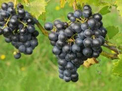 Tafeltraube 'Boskoop Glory'