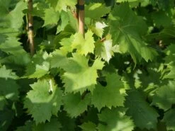 Tafeltraube 'Gelber Augusteller' -Günstiges Erd Seele Geschäft tafeltraube gelber augusteller m063420 w 0