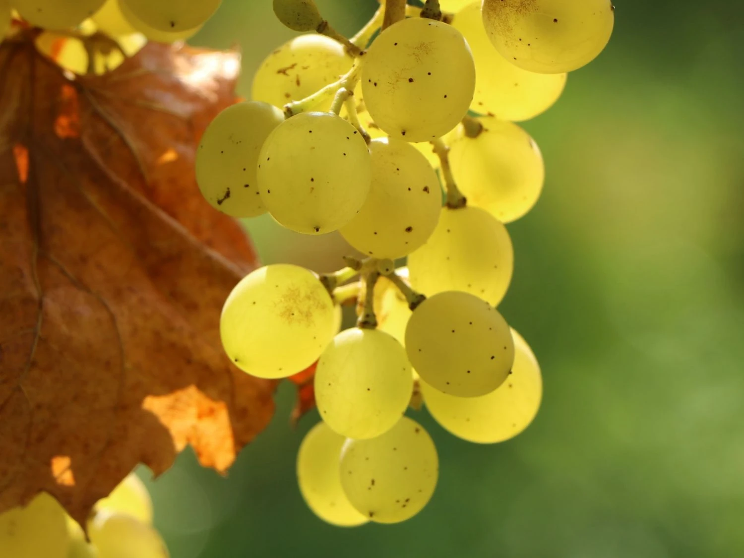 Tafeltraube 'Millenium' ® 4 Tafeltraube 'Millenium' ® – Bild 2