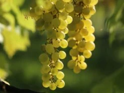 Tafeltraube 'Millenium' ® 7 Tafeltraube 'Millenium' ® -Günstiges Erd Seele Geschäft tafeltraube millenium m063407 w 1