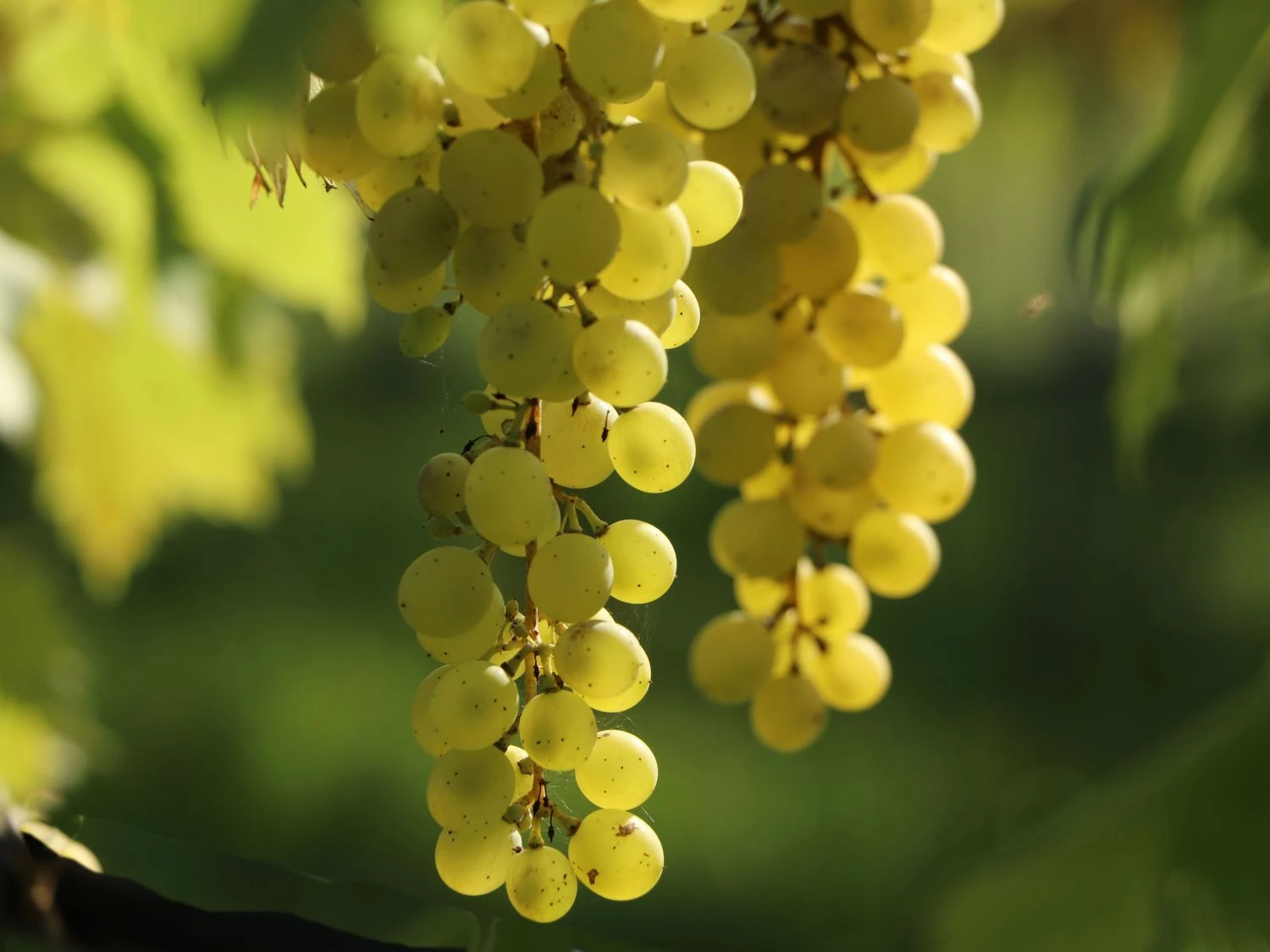 Tafeltraube 'Millenium' ® 5 Tafeltraube 'Millenium' ® – Bild 3