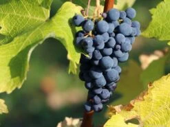 Tafeltraube 'Nero' ®