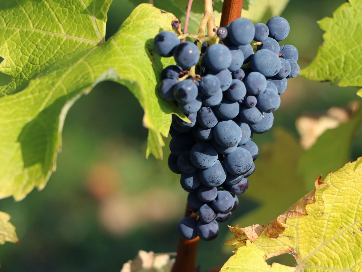 Tafeltraube 'Nero' ® 3 Tafeltraube 'Nero' ®