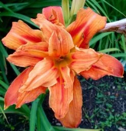 Taglilie 'Apricot Beauty' -Günstiges Erd Seele Geschäft taglilie apricot beauty m058905 193676 0