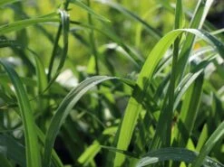 Taglilie 'Apricot Beauty' -Günstiges Erd Seele Geschäft taglilie apricot beauty m058905 w 0