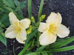 Taglilie 'Arctic Snow' 13 Taglilie 'Arctic Snow' -Günstiges Erd Seele Geschäft taglilie arctic snow m045477 1131033 0