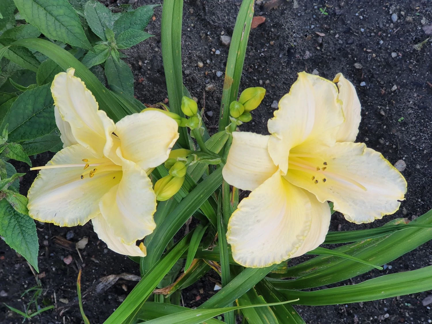 Taglilie 'Arctic Snow' 8 Taglilie 'Arctic Snow' – Bild 6