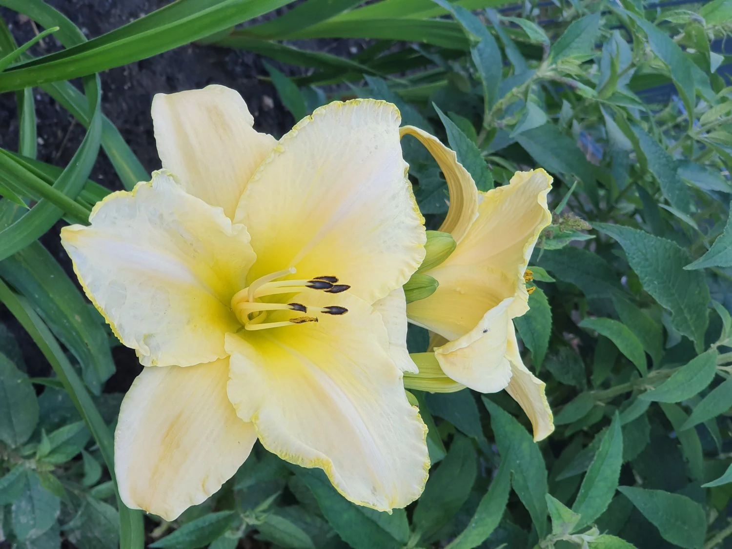 Taglilie 'Arctic Snow' 7 Taglilie 'Arctic Snow' – Bild 5