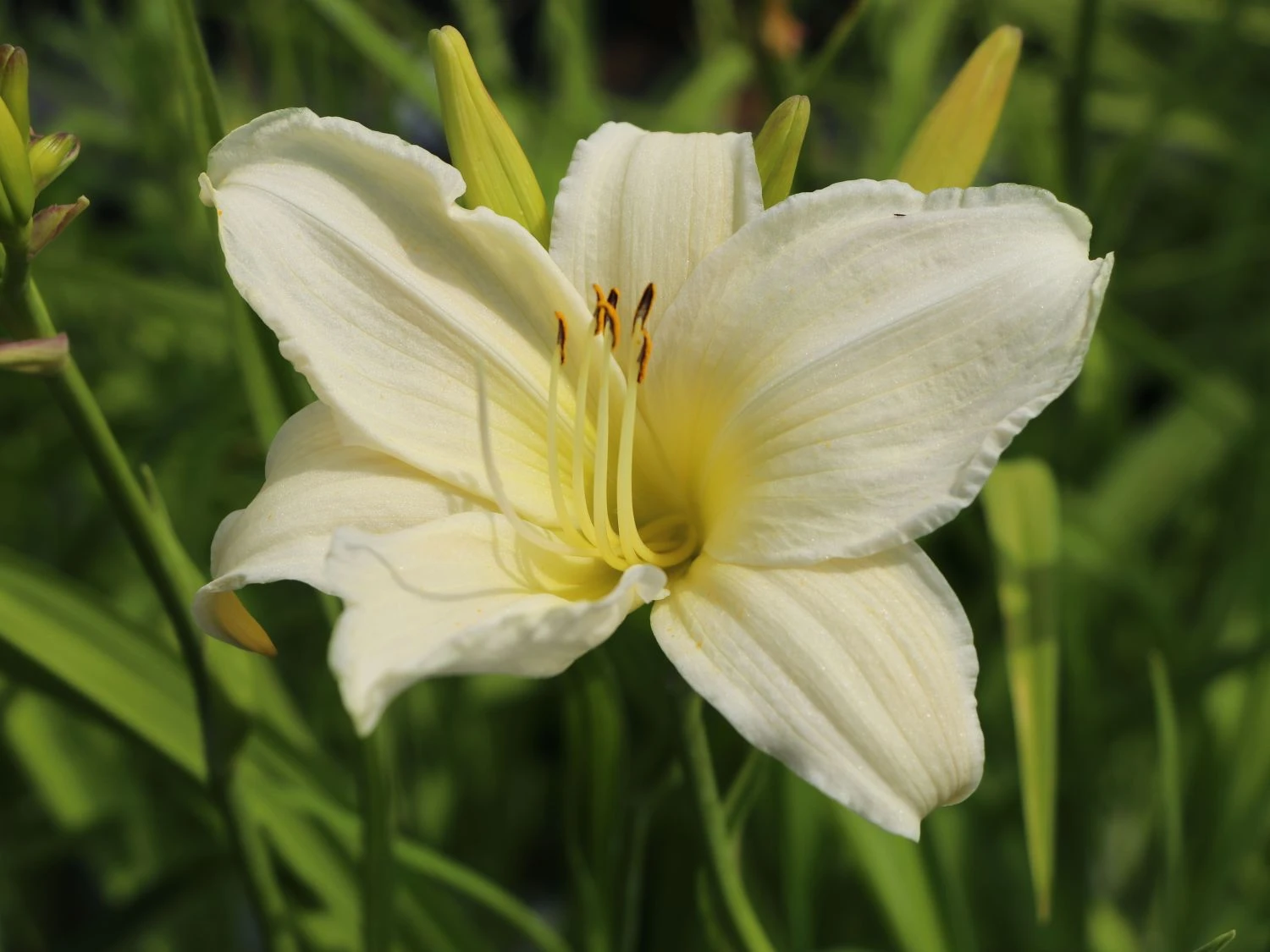 Taglilie 'Arctic Snow' 4 Taglilie 'Arctic Snow' – Bild 2