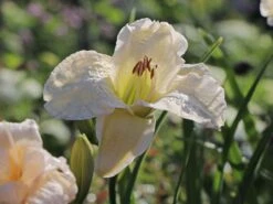 Taglilie 'Arctic Snow' 11 Taglilie 'Arctic Snow' -Günstiges Erd Seele Geschäft taglilie arctic snow m045477 w 3