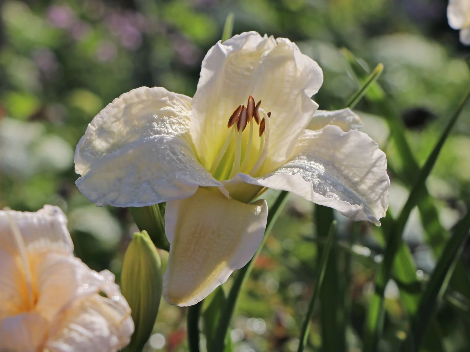 Taglilie 'Arctic Snow' 6 Taglilie 'Arctic Snow' – Bild 4