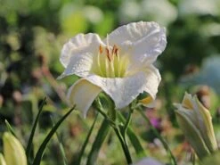 Taglilie 'Arctic Snow' 10 Taglilie 'Arctic Snow' -Günstiges Erd Seele Geschäft taglilie arctic snow m045477 w 4