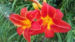 Taglilie 'Chicago Apache' -Günstiges Erd Seele Geschäft taglilie chicago apache m058811 82019 0