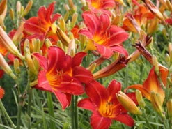 Taglilie 'Chicago Apache' -Günstiges Erd Seele Geschäft taglilie chicago apache m058811 w 0