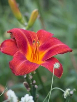 Taglilie 'Chicago Apache' -Günstiges Erd Seele Geschäft taglilie chicago apache m058811 w 1