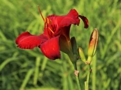 Taglilie 'Chicago Apache' -Günstiges Erd Seele Geschäft taglilie chicago apache m058811 w 2