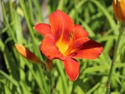 Taglilie 'Chicago Apache' -Günstiges Erd Seele Geschäft taglilie chicago apache m058811 w 4