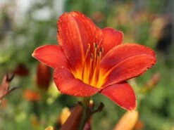 Taglilie 'Chicago Apache' -Günstiges Erd Seele Geschäft taglilie chicago apache m058811 w 5