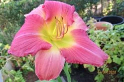 Taglilie 'Final Touch' -Günstiges Erd Seele Geschäft taglilie final touch m058825 676001 0