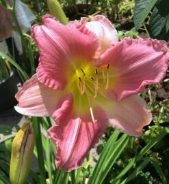 Taglilie 'Final Touch' -Günstiges Erd Seele Geschäft taglilie final touch m058825 676001 1