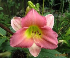 Taglilie 'Final Touch' -Günstiges Erd Seele Geschäft taglilie final touch m058825 676001 2