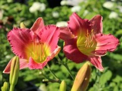 Taglilie 'Final Touch'