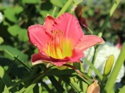 Taglilie 'Final Touch' -Günstiges Erd Seele Geschäft taglilie final touch m058825 w 0