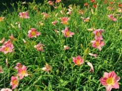 Taglilie 'Final Touch' -Günstiges Erd Seele Geschäft taglilie final touch m058825 w 1