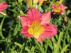 Taglilie 'Final Touch' -Günstiges Erd Seele Geschäft taglilie final touch m058825 w 2