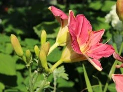 Taglilie 'Final Touch' -Günstiges Erd Seele Geschäft taglilie final touch m058825 w 3