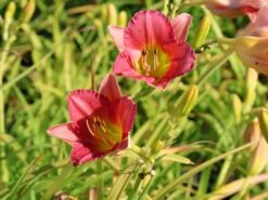 Taglilie 'Final Touch' -Günstiges Erd Seele Geschäft taglilie final touch m058825 w 6