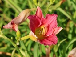 Taglilie 'Final Touch' -Günstiges Erd Seele Geschäft taglilie final touch m058825 w 7