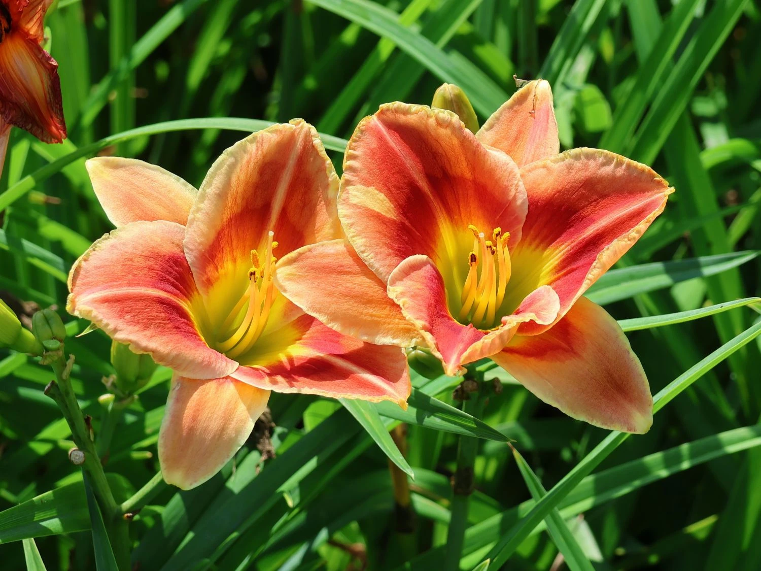 Taglilie 'Fire And Fog' 3 Taglilie 'Fire And Fog'