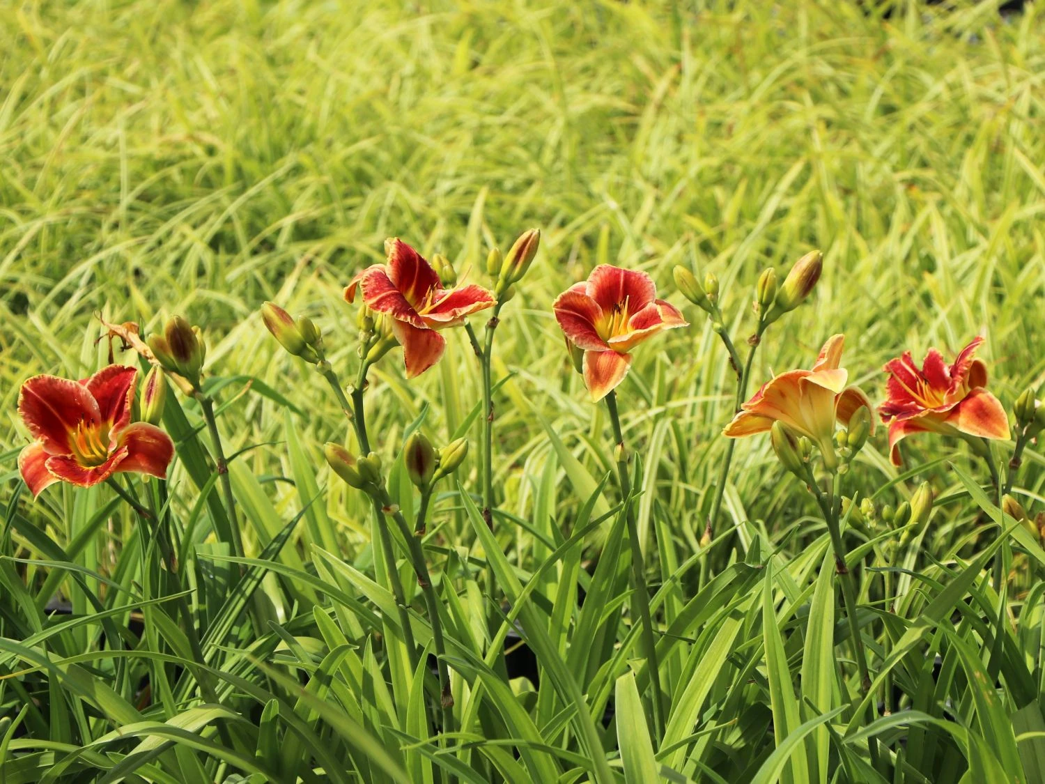 Taglilie 'Fire And Fog' 4 Taglilie 'Fire And Fog' – Bild 2