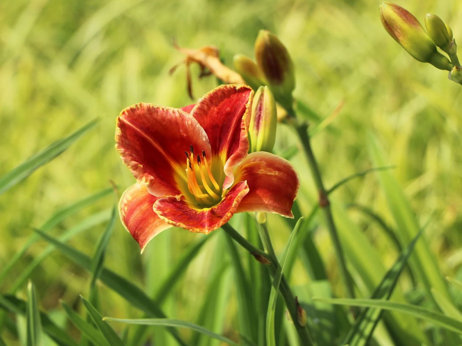 Taglilie 'Fire And Fog' 6 Taglilie 'Fire And Fog' – Bild 4