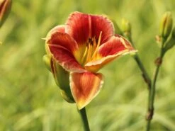 Taglilie 'Fire And Fog' 11 Taglilie 'Fire And Fog' -Günstiges Erd Seele Geschäft taglilie fire and fog m071640 w 2